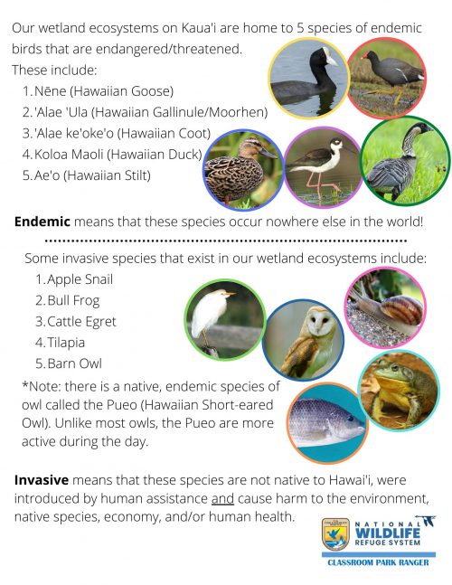 Worksheet that explains endemic vs invasive species, and examples found in Hawaii's wetlands. Worksheet provided by the National Wildlife Refuge Systems.
