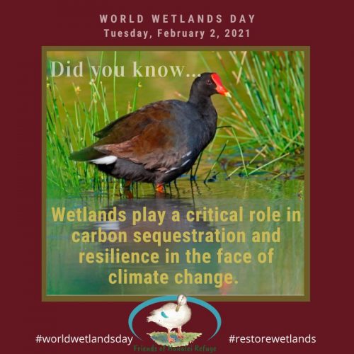 Text Graphic: Did you know: Wetlands play a critical role in carbon sequestration and resilience in the face of climate change. Graphic was created the Friends of Hanalei Refuge for 2021ʻs World Wetlands Day.