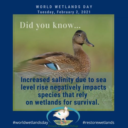 Text Graphic: Did you know: Increased salinity due to sea level rise negatively impacts species that rely on wetlands for survival. Graphic was created the Friends of Hanalei Refuge for 2021ʻs World Wetlands Day.